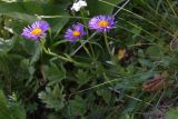 Смотреть изображение Aster alpinus