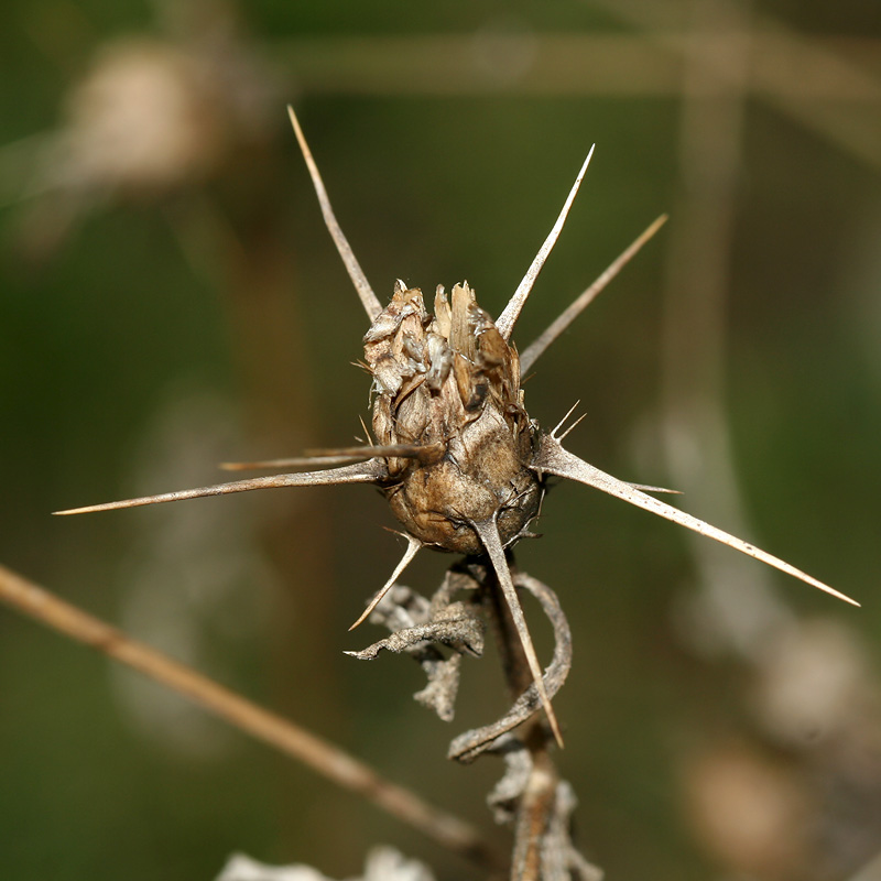 Image of Centaurea iberica specimen.