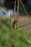 View full-size image Achillea millefolium