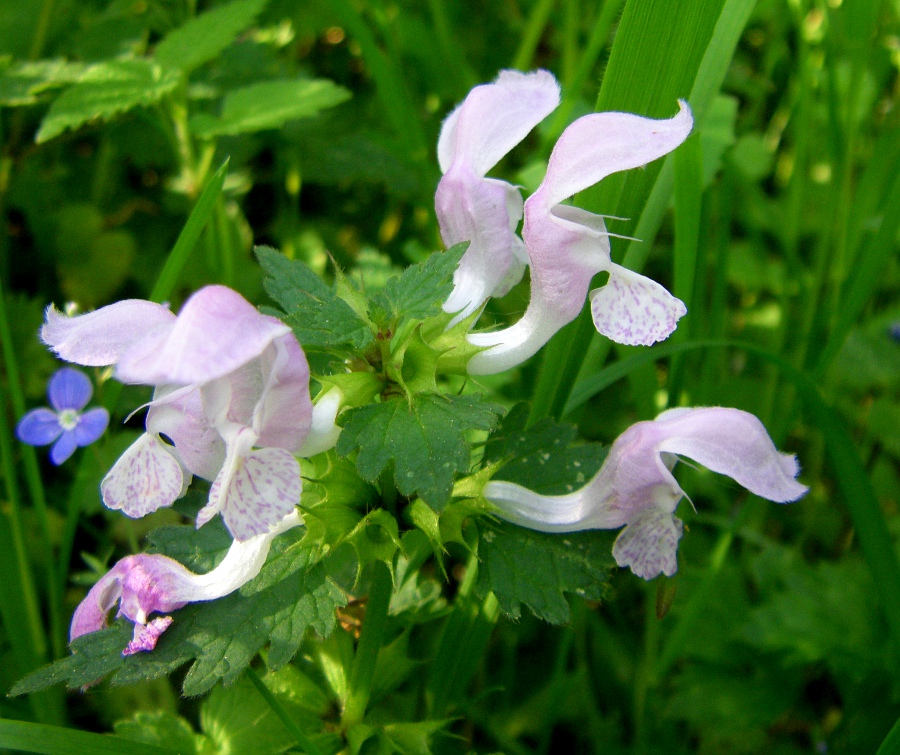 Изображение особи Lamium maculatum.