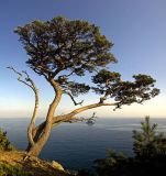 Pinus densiflora. Дерево на скальном обрыве. Южное Приморье, Побережье Японского моря, п-ов Гамова. 20.10.2008.