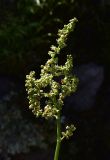 View full-size image genus Rumex