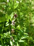 View full-size image Vicia sepium