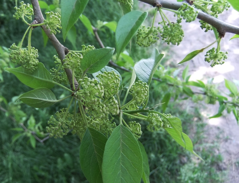 Image of Maclura pomifera specimen.