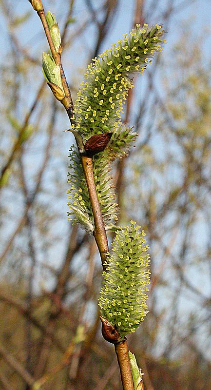 Изображение особи Salix phylicifolia.