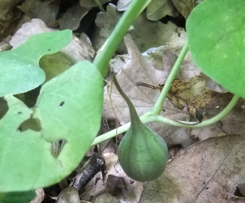 Image of Aristolochia steupii specimen.