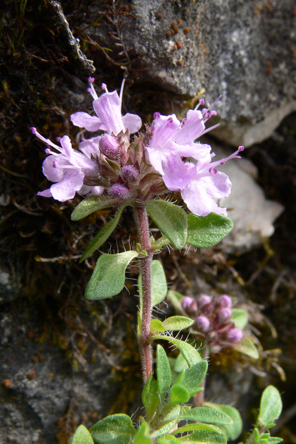 Image of Thymus hirticaulis specimen.