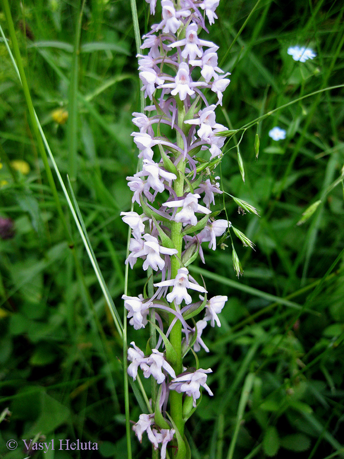 Image of Gymnadenia conopsea specimen.