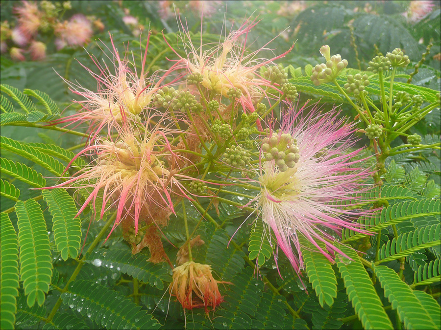 Image of Albizia julibrissin specimen.