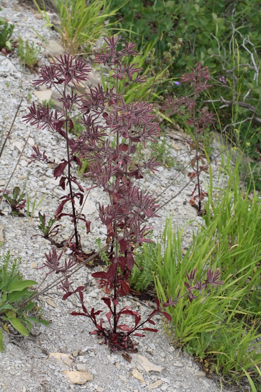 Изображение особи Saponaria glutinosa.