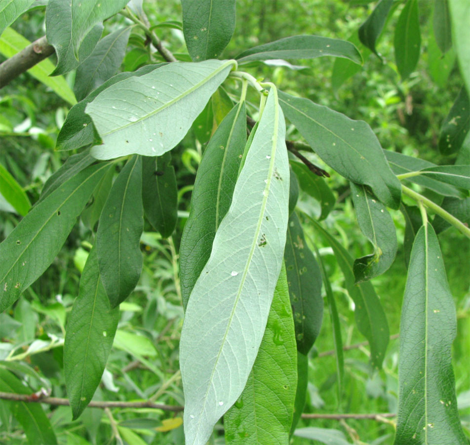 Image of Salix gmelinii specimen.