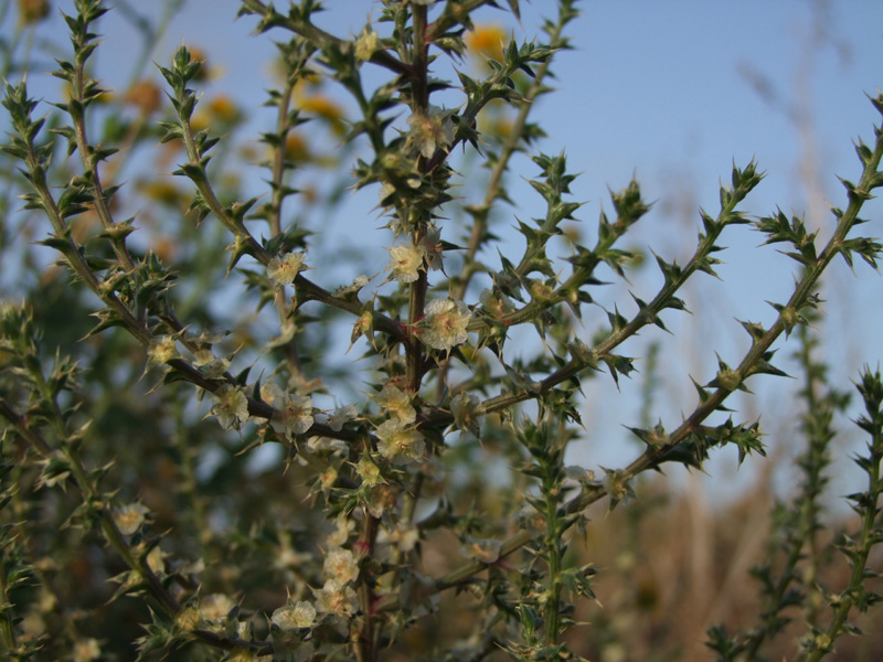 Image of Salsola pontica specimen.