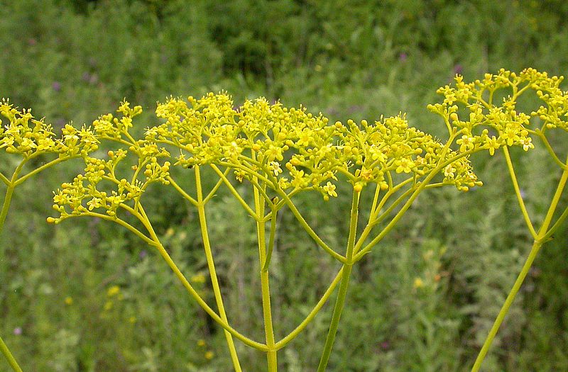 Изображение особи Patrinia scabiosifolia.