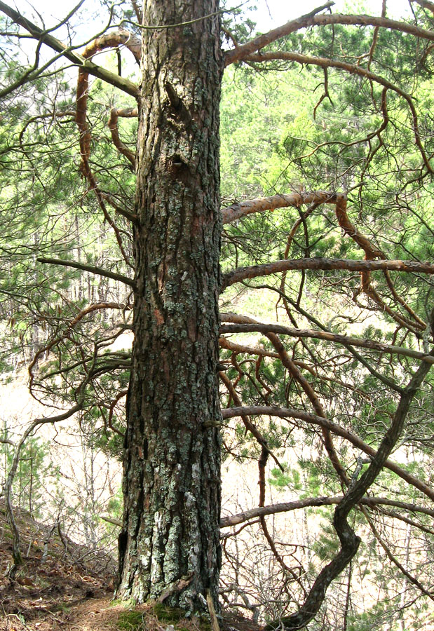 Изображение особи Pinus sylvestris.