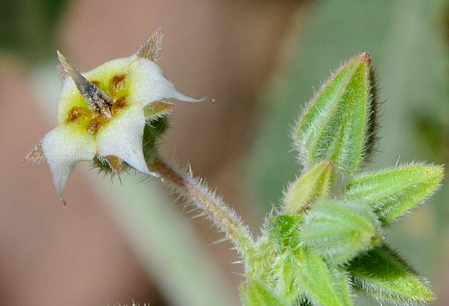 Image of Trichodesma africana specimen.