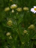 Tripleurospermum inodorum. Верхняя часть стебля с листьями и нераскрывшимися корзинками. Киев, поляна в Святошинском лесу. 11 июня 2008 г.