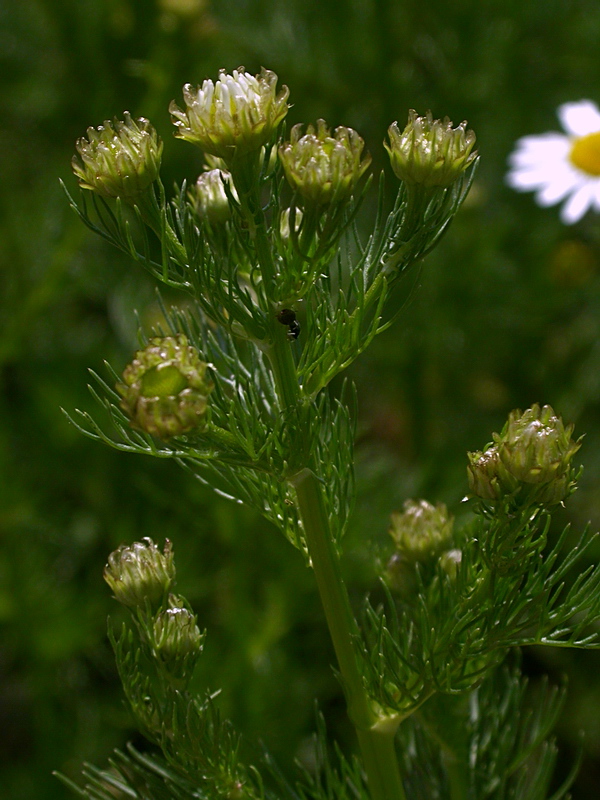 Изображение особи Tripleurospermum inodorum.