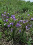 Campanula sibirica. Цветущее растение. Казахстан, Восточно-Казахстанская область; Западный Алтай, скл. Ульбинского хребта, окр. с. Ушановское. 07.07.2012.