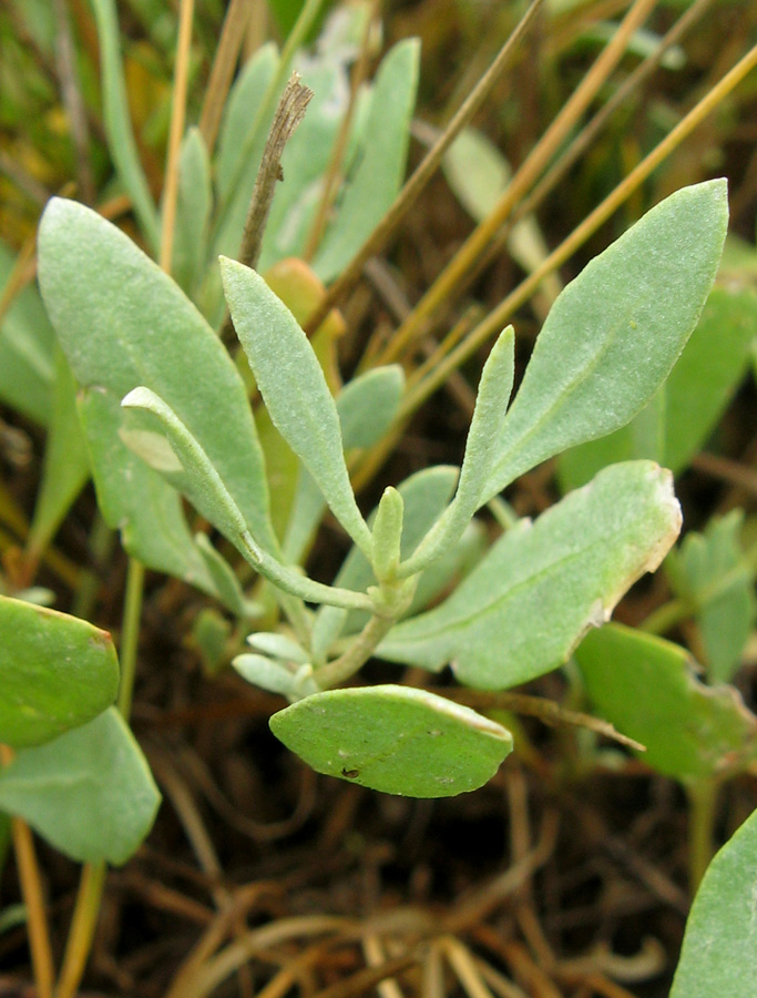 Image of Halimione verrucifera specimen.