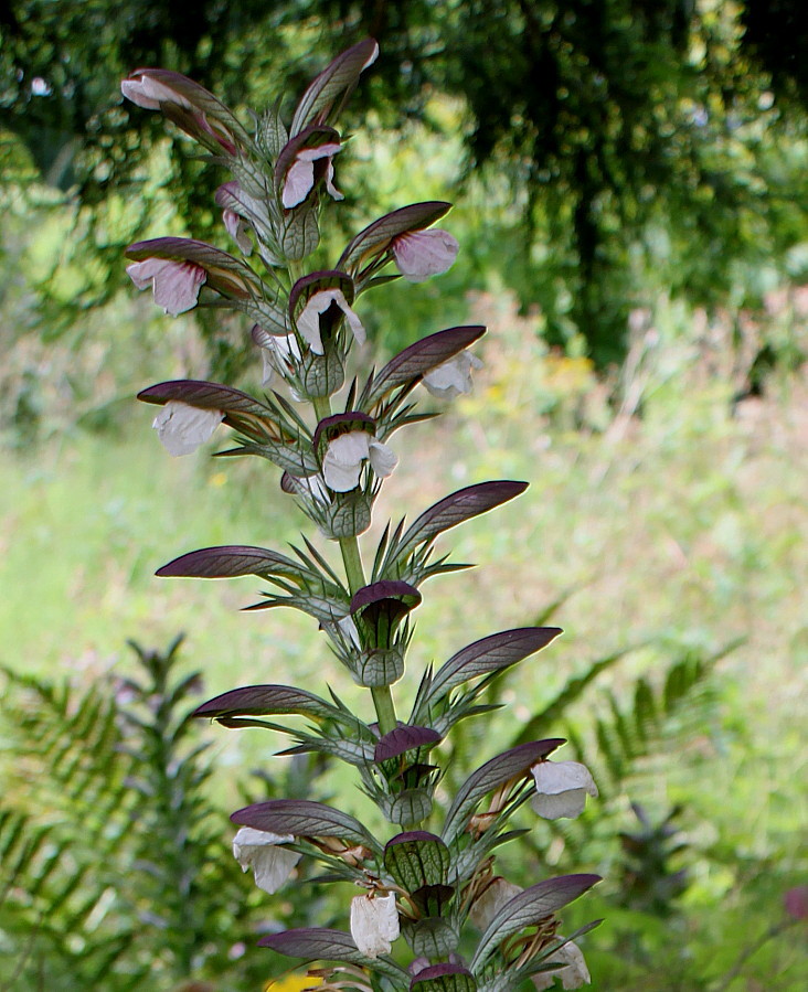 Image of Acanthus mollis specimen.