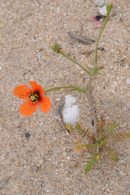 Изображение особи Papaver nigrotinctum.