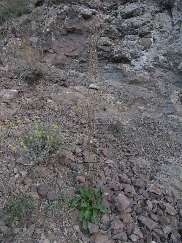 Изображение особи Rumex tuberosus ssp. horizontalis.