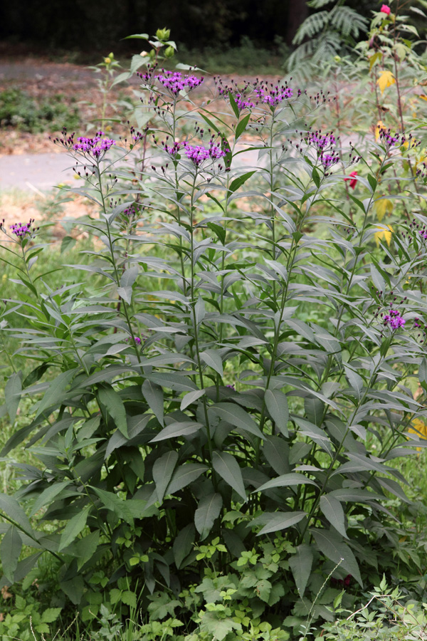 Изображение особи Vernonia gigantea.