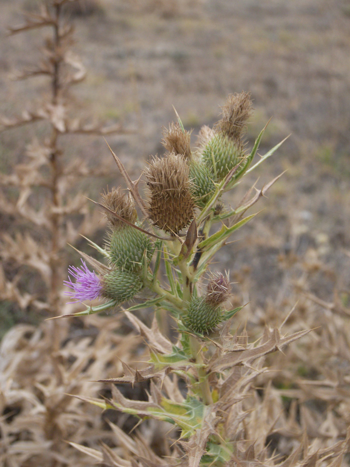 Image of Cirsium rigidum specimen.