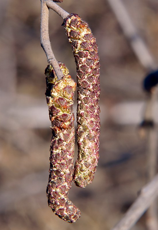 Image of Alnus incana specimen.