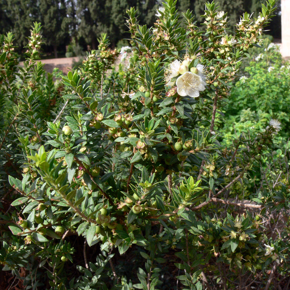 Image of Myrtus communis specimen.