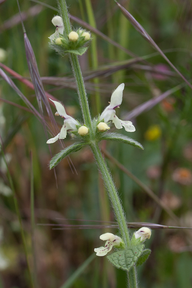 Изображение особи Stachys recta.