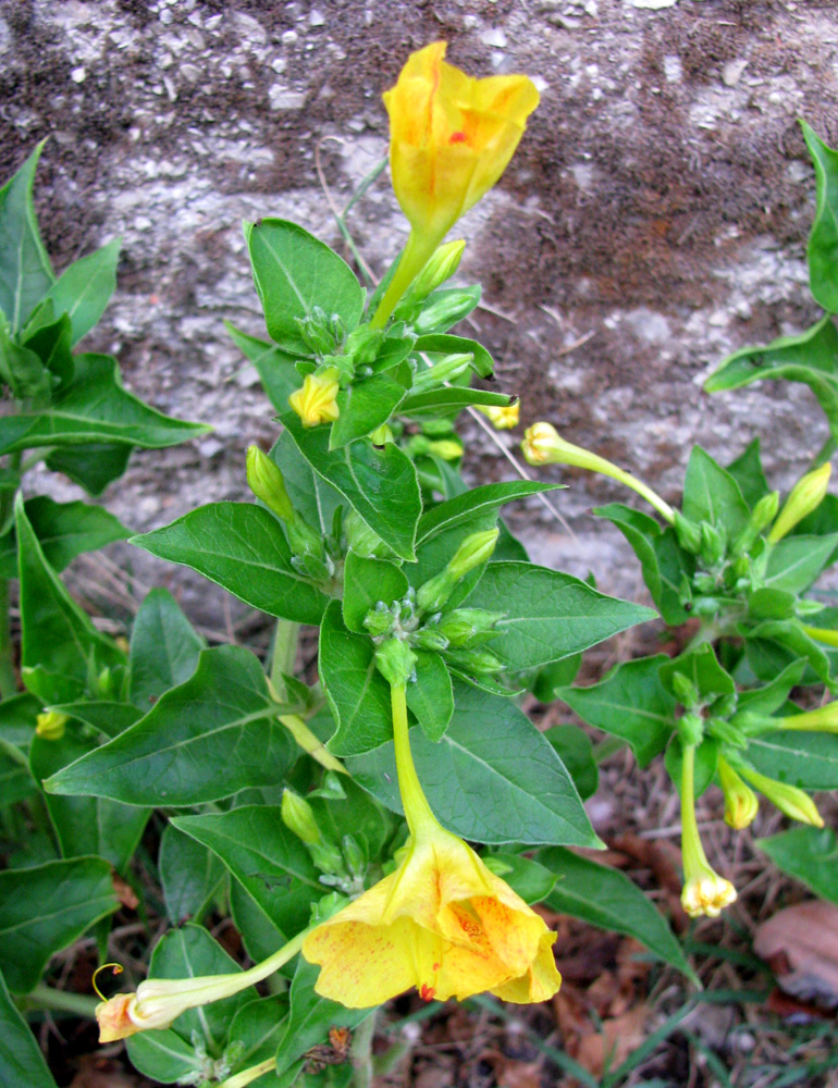 Image of Mirabilis jalapa specimen.