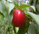 Persica variety nectarina