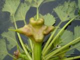 Смотреть изображение Trapa japonica