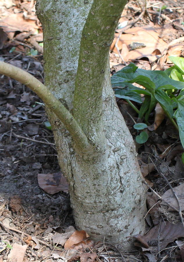 Image of Syringa wolfii specimen.