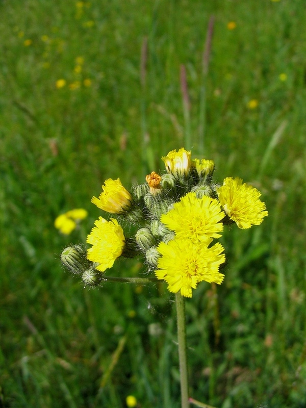 Image of Pilosella &times; suecica specimen.