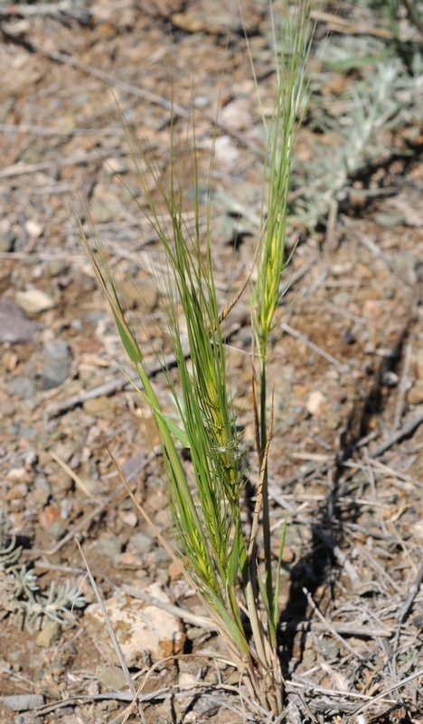 Изображение особи Taeniatherum crinitum.