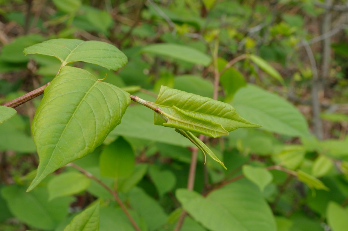 Image of Reynoutria japonica specimen.