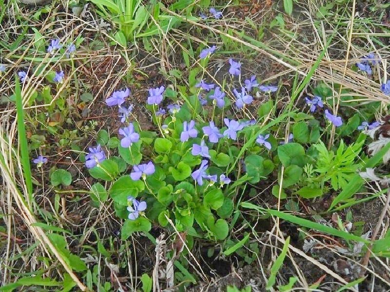 Изображение особи Viola epipsiloides.