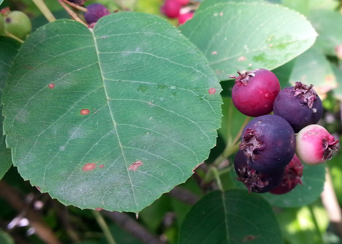 Image of Amelanchier spicata specimen.