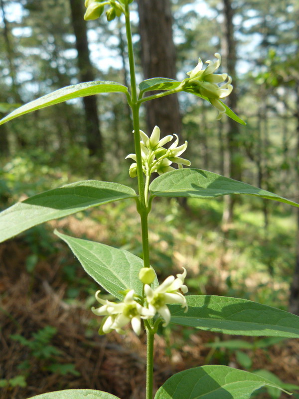 Image of Vincetoxicum hirundinaria specimen.