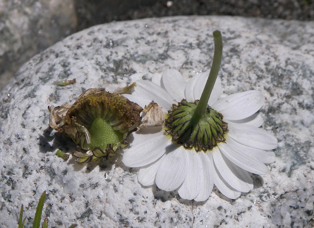 Изображение особи Tripleurospermum caucasicum.