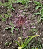 Allium schubertii. Отцветающее растение. Германия, г. Krefeld, Ботанический сад. 10.06.2013.