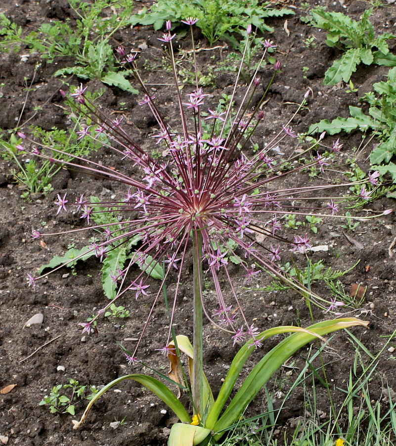 Image of Allium schubertii specimen.