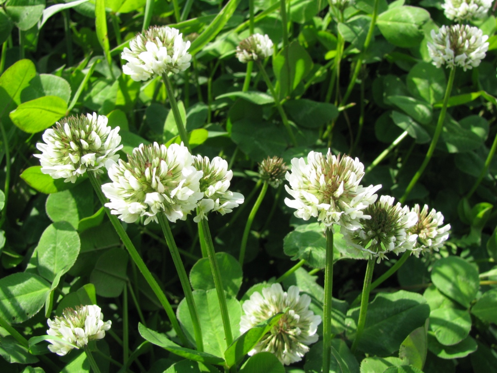 Image of Trifolium repens specimen.