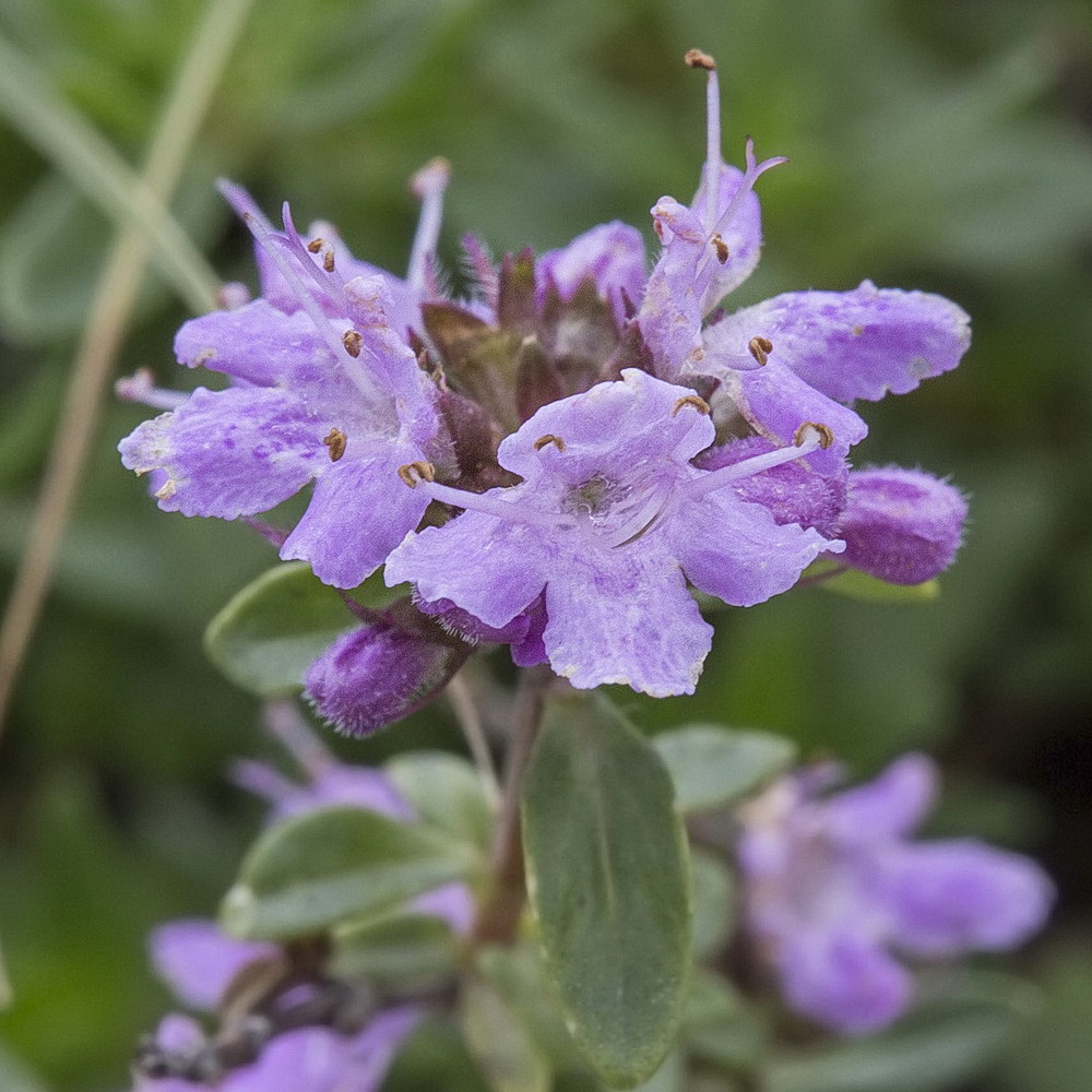 Изображение особи Thymus seravschanicus.