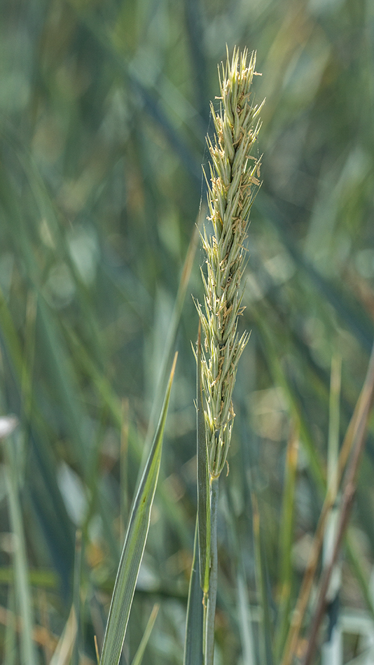 Изображение особи Leymus racemosus ssp. sabulosus.