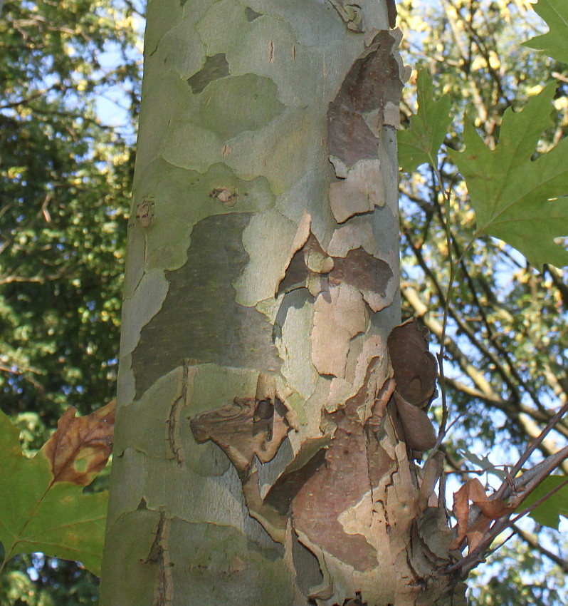 Image of Platanus orientalis specimen.