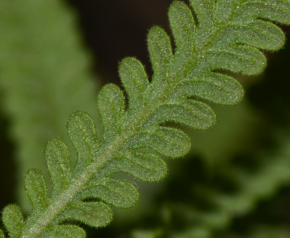 Изображение особи Lavandula dentata.