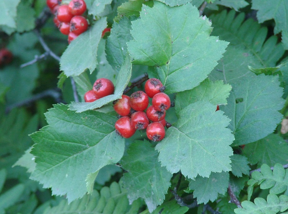 Image of Crataegus sanguinea specimen.